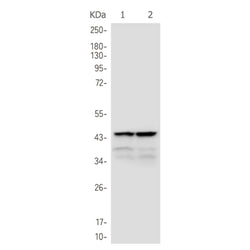 BDNF rabbit monoclonal antibody