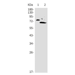 BIN1 rabbit monoclonal antibody