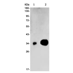 BMP2 rabbit monoclonal antibody