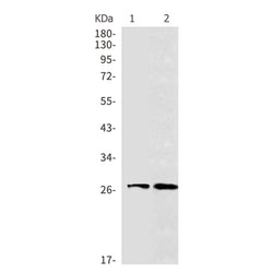 BNIP3 rabbit monoclonal antibody