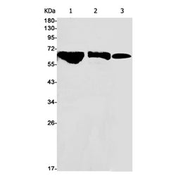 BORA rabbit monoclonal antibody