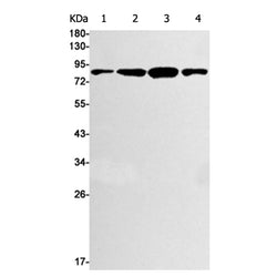 BRAF (phospho-Thr401) rabbit monoclonal antibody