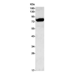 BRAT1 rabbit monoclonal antibody