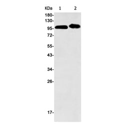 BRD2 rabbit monoclonal antibody