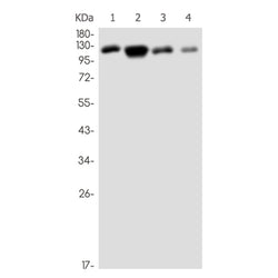 BUB1B rabbit monoclonal antibody