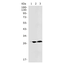 CA1 rabbit monoclonal antibody