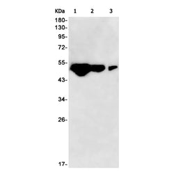 CAMK2D rabbit monoclonal antibody