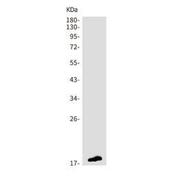 CAMP rabbit monoclonal antibody