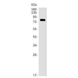 CARF rabbit monoclonal antibody