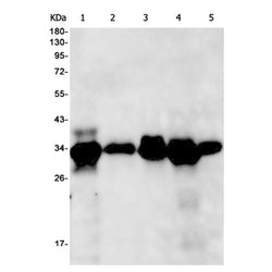 CASP3 rabbit monoclonal antibody