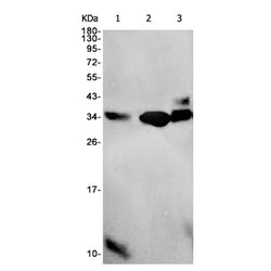 CASP3 p12 (cleaved) rabbit monoclonal antibody
