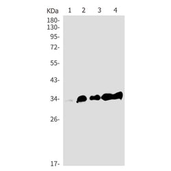 CASP6 rabbit monoclonal antibody