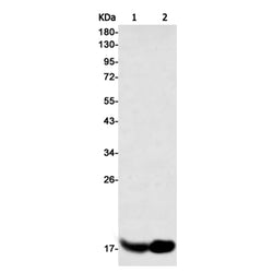 CAV2 rabbit monoclonal antibody