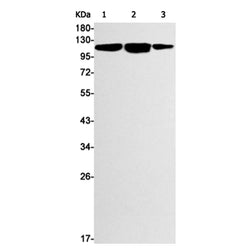 CBL (phospho-Tyr774) rabbit monoclonal antibody
