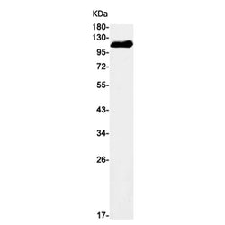 CBL (phospho-Ser669) rabbit monoclonal antibody