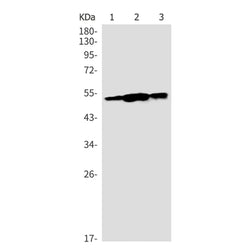 CCNA1/CCNA2 rabbit monoclonal antibody