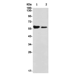 CCNB1 rabbit monoclonal antibody