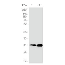 CCND1 rabbit monoclonal antibody