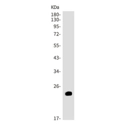 CD3D rabbit monoclonal antibody