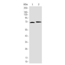 CD86 rabbit monoclonal antibody