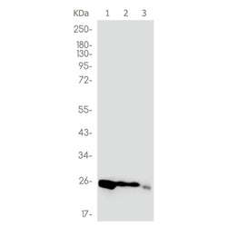 CD9 rabbit monoclonal antibody