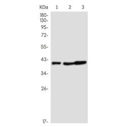 CDC123 rabbit monoclonal antibody