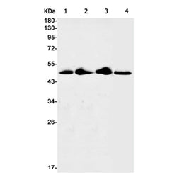 CDC37 (phospho-Ser13) rabbit monoclonal antibody
