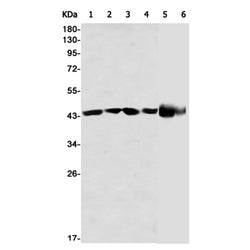 CDC37 rabbit monoclonal antibody