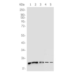 CDC42 rabbit monoclonal antibody