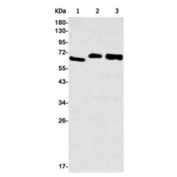CDC7 rabbit monoclonal antibody