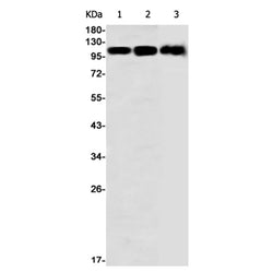 CDH10 rabbit monoclonal antibody