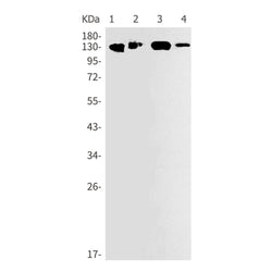 CDH4 rabbit monoclonal antibody