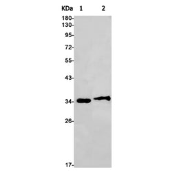 CDK1 rabbit monoclonal antibody