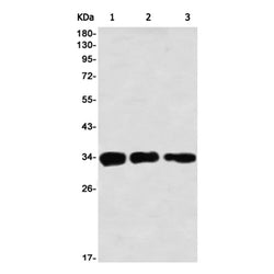 CDK1/CDK2 (phospho-Thr14) rabbit monoclonal antibody