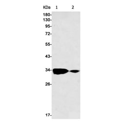 CDK1/CDK2/CDK3 (phospho-Thr14) rabbit monoclonal antibody