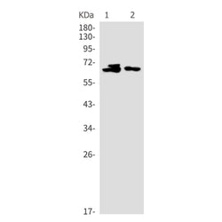 CDK16 rabbit monoclonal antibody