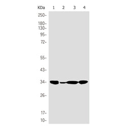 CDK2 rabbit monoclonal antibody