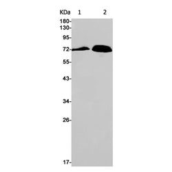 CDK5RAP3 rabbit monoclonal antibody