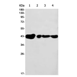 CDK9 rabbit monoclonal antibody