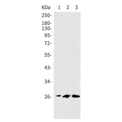 CDKN1B (phospho-Ser10) rabbit monoclonal antibody