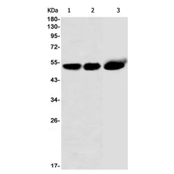 CELF1 rabbit monoclonal antibody