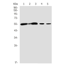 CELF2 rabbit monoclonal antibody
