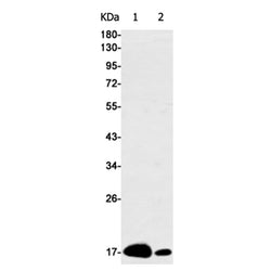 CENPA rabbit monoclonal antibody