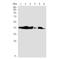 CEP43 rabbit monoclonal antibody
