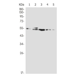 CEP55 rabbit monoclonal antibody