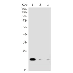 CFL1 rabbit monoclonal antibody