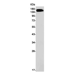 CHAF1A rabbit monoclonal antibody