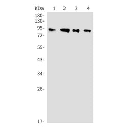 CHGA rabbit monoclonal antibody