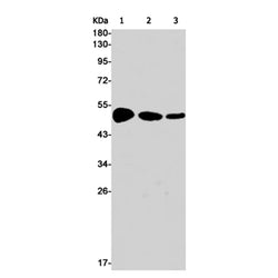 CHRM2 rabbit monoclonal antibody