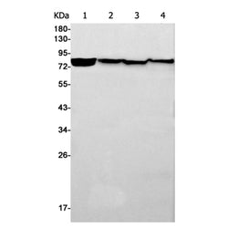 CHUK rabbit monoclonal antibody